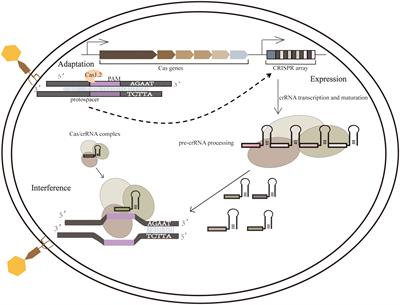 Advances in application of CRISPR-Cas13a system